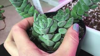 Crassula Moonglow and Brevifolia Propagation and Update on my Crassulas [upl. by Gun550]