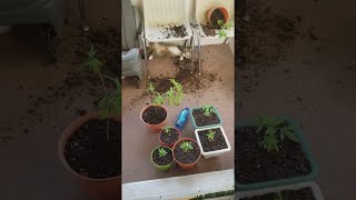 Cats Knock Over Plants  ViralHog [upl. by Brittney]