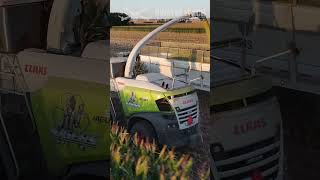 Opening a field Rogers Custom Contractors style farmingharvest farming claas [upl. by Cissy687]