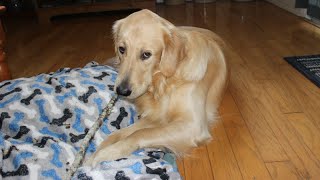 Sammy the Golden Retriever wakes up from his nap [upl. by Cirded]