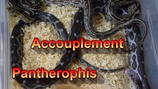 Accouplement Pantherophis guttatus [upl. by Mauchi120]