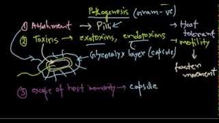 Pseudomonas aeruginosa pathogenesis [upl. by Attekram]