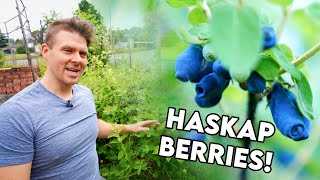 Haskap  Honeyberries Everything You Need to Know Growing Them [upl. by Locke]