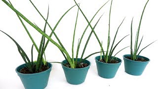 How to Divide and Propagate Sansevieria Bacularis at Home [upl. by Milinda]