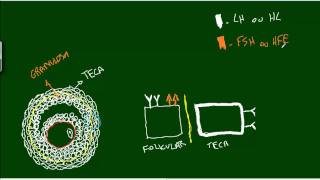 Desenvolvimento do Folículo  Hormônios [upl. by Atiuqrahc]
