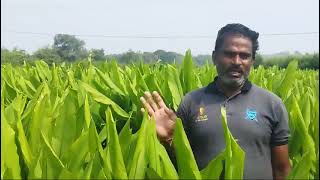 ORGANIC NATURAL AGRICULTURE PRODUCT NETSURF TELANGANA TELUGU TURMERIC SHEKAR [upl. by Christophe162]