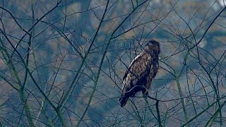 Zeearend 🦅 Rekken strekken poetsen poepen en vliegen maar [upl. by Atnicaj718]