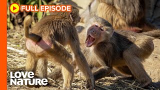 Hamadryas Baboon Clans Battle Over Territory  Wildlife Icons Ep107 [upl. by Coshow]