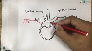 Typical Thoracic Vertebra Diagram  Medimartt [upl. by Alyse]