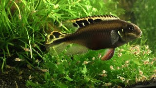 Kribensis  Pelvicachromis pulcher [upl. by Naujed697]