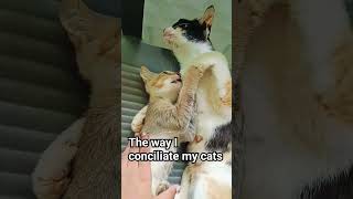 The way I conciliate my cats [upl. by Armillda]