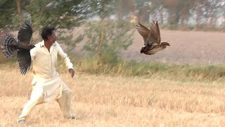 How a trained goshawk catches a quail  Hunt of hawk by Raptors Today [upl. by Nader]