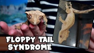 FLOPPY TAIL SYNDROME  What it is amp How to avoid it [upl. by Elad]