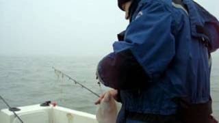 vissen op de noordzee  schar en pladijs [upl. by Rafaellle]