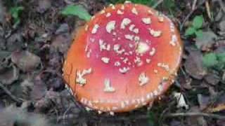 Fungi Slide Show [upl. by Zoeller]