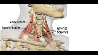 Two Minutes of Anatomy Scalenes [upl. by Seraphim553]