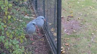 Kagu Rhynochetos jubatus at Zoo Berlin excited by equipment being used to collect fallen leaves [upl. by Idnarb490]