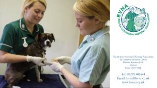 A Career in Veterinary Nursing [upl. by Celle]