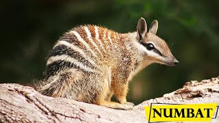 Numbat  Facts About The Small Marsupial Banded Anteater [upl. by Murry]