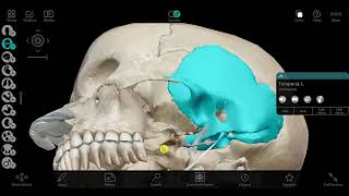 Temporal and infratemporal fossa 1 [upl. by Dripps692]