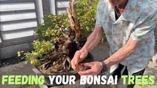 Feeding Your Bonsai Trees [upl. by Fanchet]