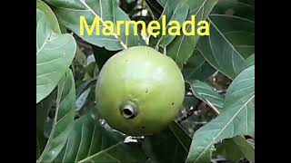 Marmelada do Campo [upl. by Carlita]