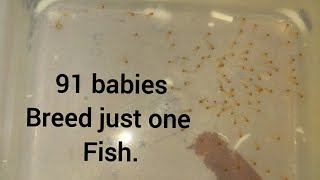 OMG Platy fish breed 91 babies [upl. by Mailiw]