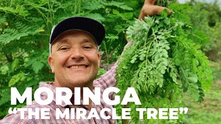 The Most Nutritious Terrestrial Plant in The World  Moringa oleifera quotThe Miracle Treequot [upl. by Aleb]