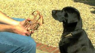 Dog Muzzle Training  How to muzzle a dog [upl. by Karry]