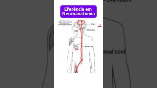 Eferência em neuroanatomia  Significado  Conceito neuroanatomia neurofisiologia neurologia [upl. by Anilak580]