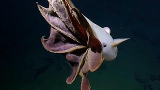 Dumbo Octopus Unveiling the Enigmatic Marvels of the Deep Sea Abyss [upl. by Teressa]