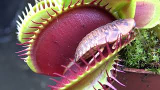 Best Venus Flytrap Trapping Compilation 2018 [upl. by Beedon590]