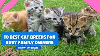 10 Best Cat Breeds for Busy Family Owners [upl. by Cranston]