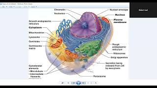 Marieb Human Anatomy amp Physiology Chapter 3 Cells the Living Units [upl. by Miarhpe]