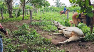 PEGANDO NOVILHA BRAVA NO VIZINHO A bicha é bruta demais [upl. by Troyes]