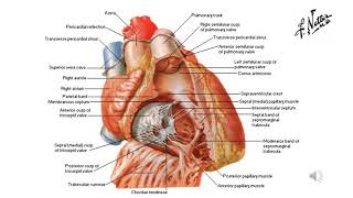 Cuore Configurazione interna dei ventricoli [upl. by Gallager900]