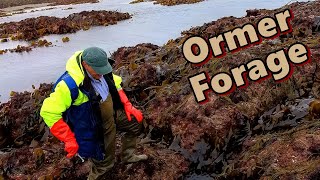 An Extreme Low Tide On The Beach Foraging In The Rock Crevices For Abalone With The Ormer Hook 2024 [upl. by Glenine]