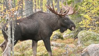 ÄLGLOCK  MOOSE CALLING 2024  14taggare Hälsingland [upl. by Fleischer]