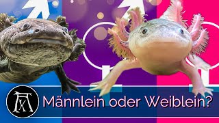 Axolotl Geschlechtsbestimmung So erkennst du WEN du da vor dir hast [upl. by Jocko]