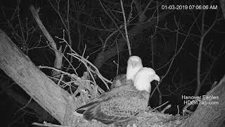 2019  Jan 3  Hanover Eagles on Nest [upl. by Sibley739]