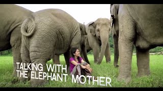 Inspiring Elephant Sanctuary activist in Chiang Mai  WTTV [upl. by Areid]