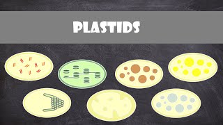 Plastids  Plant Biology [upl. by Ydderf]