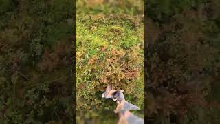 Special tools for picking berries harvesting berryfarm cranberry lingonberry vaccinium [upl. by Chaworth]