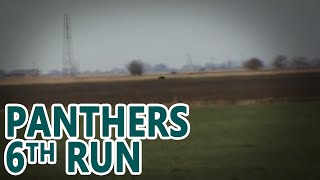 Panthers 6th Run  Hare Coursing  Working Lurchers [upl. by Nowtna]