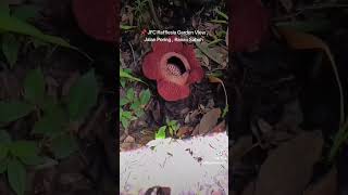 Rafflesia At JFC Garden View sabah youtubeshorts ranau [upl. by Scornik65]