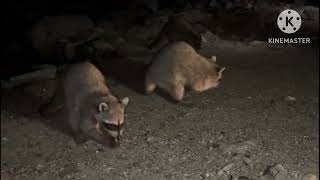 mapaches en escollera mazatlán Sinaloa [upl. by Nylrehs580]