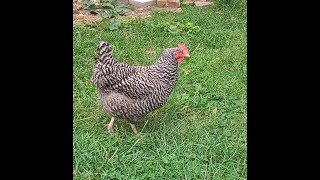 Barred Rock laying hens 😍🐔🥚chicken laying hens brown eggs barred rock [upl. by Gelb442]