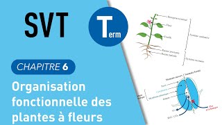 Terminale SVT  organisation fonctionnelles des plantes à fleurs [upl. by Mendel]