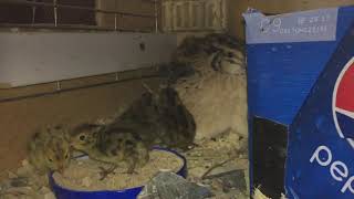 Broody coturnix quail tidbitting for her chicks [upl. by Aicilaana]