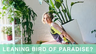 How To Straighten Bird Of Paradise Plant  Bird of Paradise Care [upl. by Analram845]